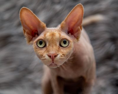 sphynx cat siavash theo