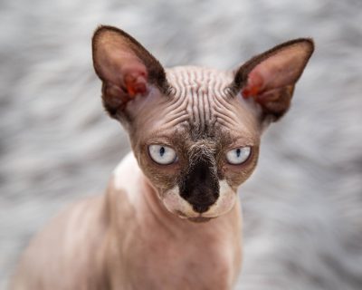 sphynx cat siavash pearl