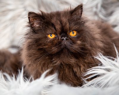 persian cat siavash vivienne