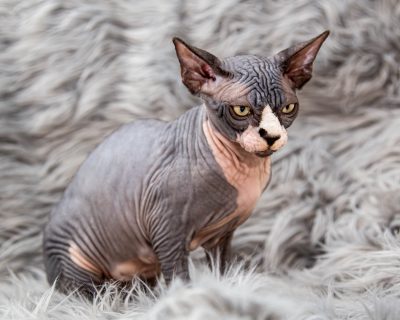 sphynx cat siavash nina