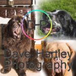 12716208_1692868954290457_2386976355538285184_o