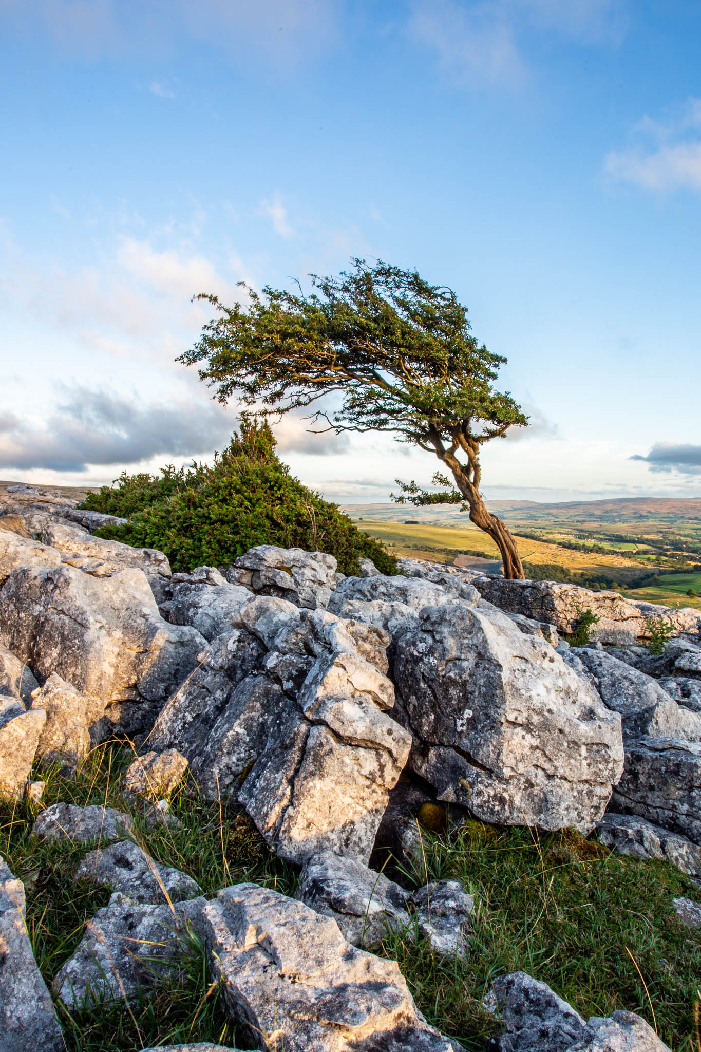 IMG_7163 portrait of tree