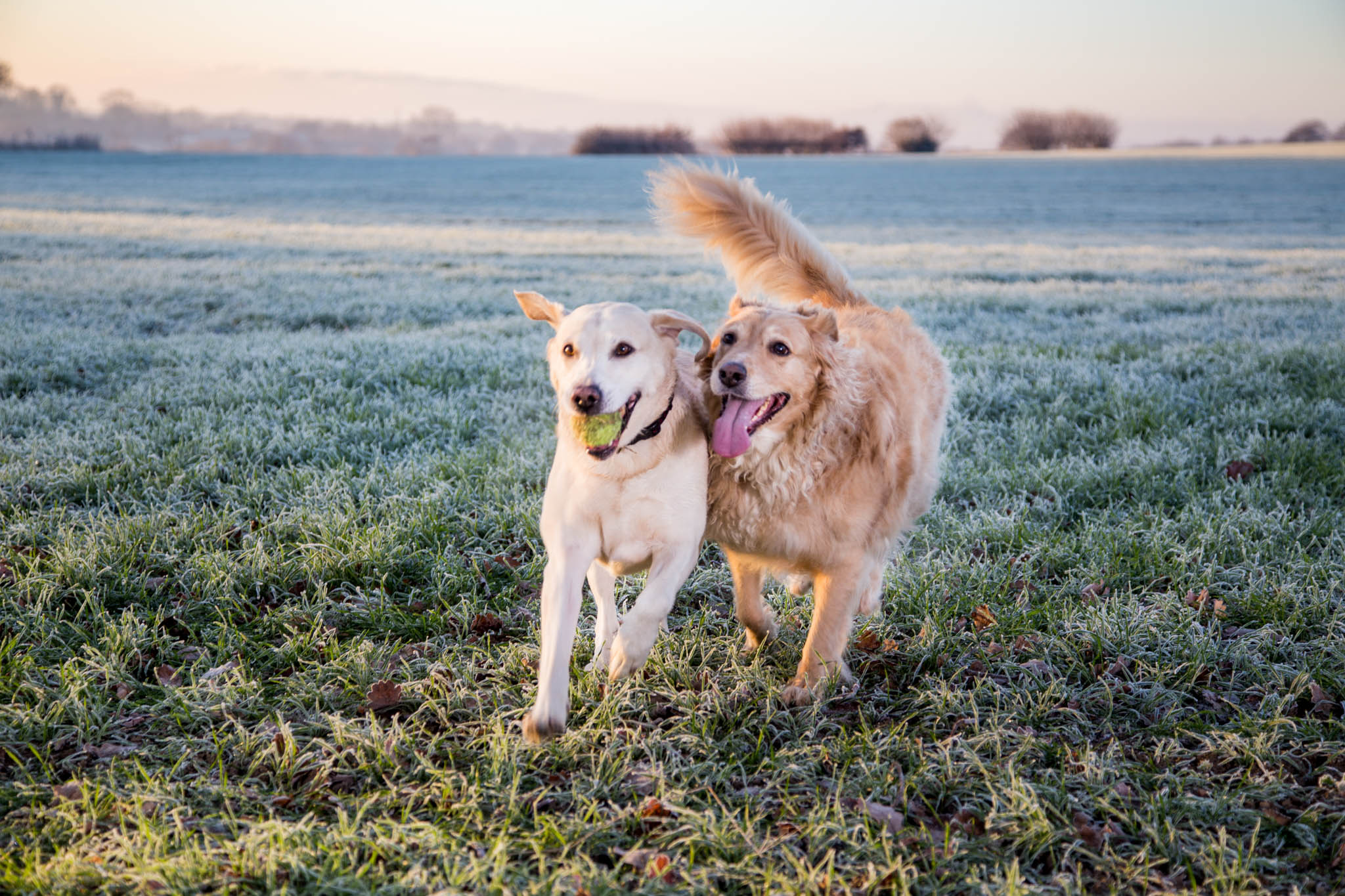 2 dogs running in a field on a cold day
