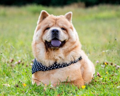 chow cgow dog resting on the grass
