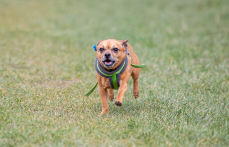 small dog running