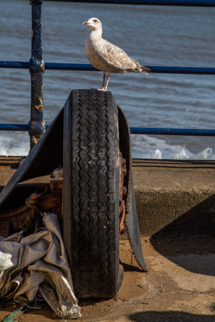 seagull on a tyre